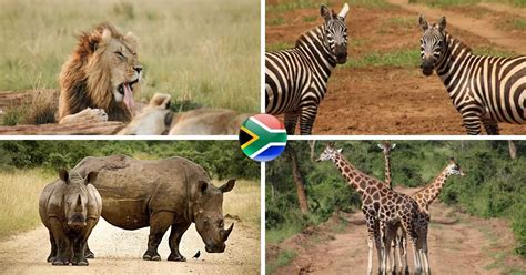Cool South African Animal Facts Finglobal
