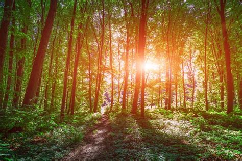 Sunlight In The Green Forest — Stock Photo © Swkunst 100674620