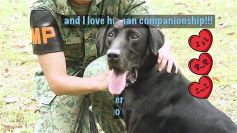 Military Working Dog Unit Adoption Drive 2019 Youtube