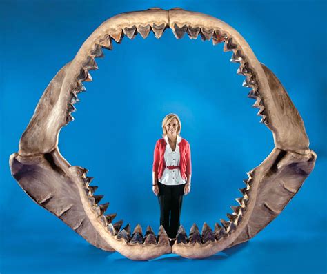 じじぃの「メガロドン・巨大サメ・クジラを襲い食べた？消えた巨大生物」 Cool Hiras Diary