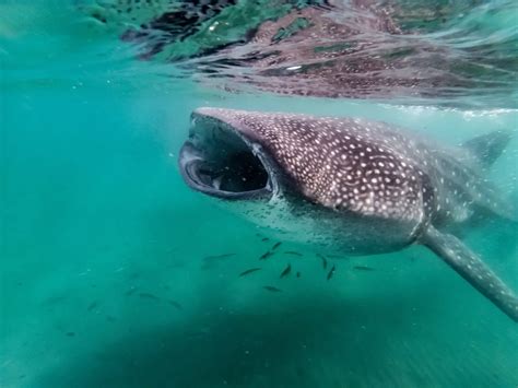 Where To Swim With Whale Sharks In North Central America SeaCrush