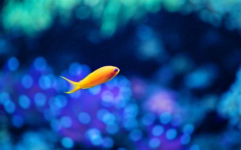 壁纸 景深 蓝色 水下 电脑壁纸 微距摄影 无脊椎动物 海洋生物学 珊瑚礁鱼 Pomacentridae 海葵鱼