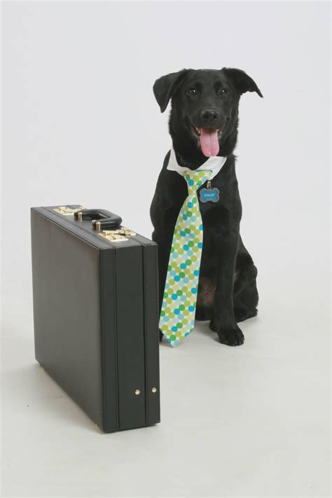 Psbattle Dog Dressed Up With Tie And Briefcase Rphotoshopbattles