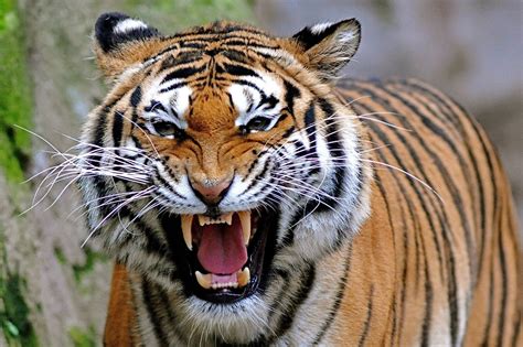 Unique Animals Blog Angry Tiger Face Pictures