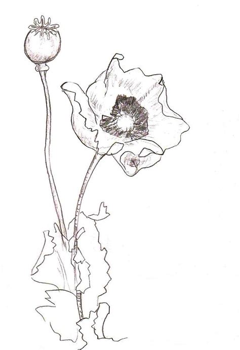 Poppy Drawing At Getdrawings Free Download
