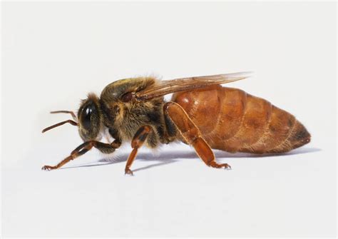 20 Best Queen Bee Facts