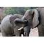 Help Protect African Elephants  Action Change