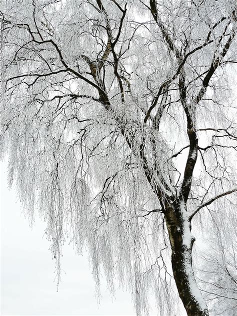 Brown Withered Tree Covered Snow Winter White Cold Wintry Snow