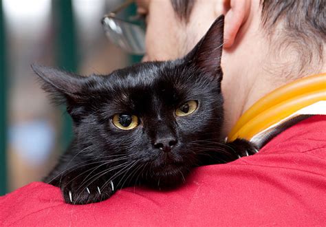 Make sure to check the surgical site twice daily for any unexpected symptoms like discharge or swelling. Is It Always the Right Thing to Spay or Neuter a Cat ...