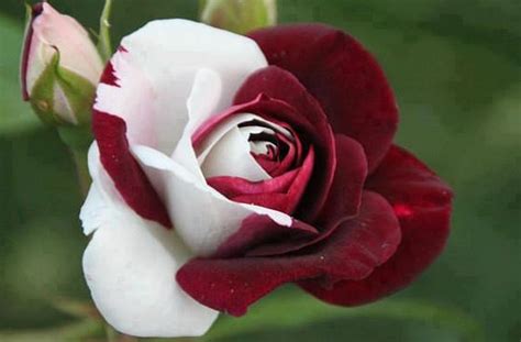 Red And White Rose Flowers Photo 33501861 Fanpop