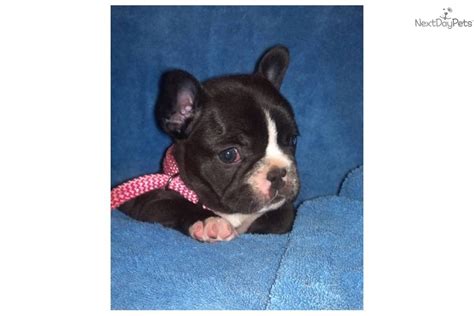 12 weeks old and ready to leave now. French Bulldog puppy for sale near La Crosse, Wisconsin | 84e48e24-7101