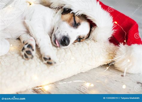 Sleeping Dog In Christmas Hat Stock Image Image Of Animal Blanket