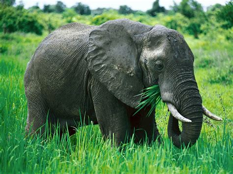 Imágenes Del Mundo Animal Elefantes