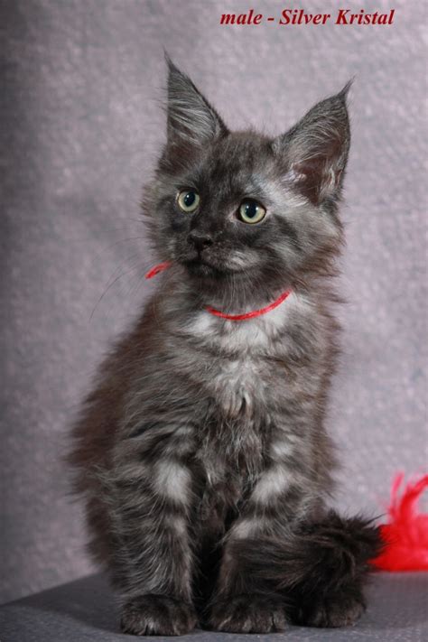 A distinctive characteristic of this cat is the smooth, shaggy coat. Maine Coon Cats For Sale | North Miami Beach, FL #278594