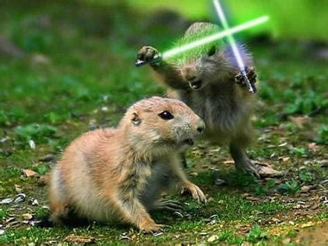 Maybe you would like to learn more about one of these? จะเป็นอย่างไรเมื่อดาบ Light Saber ใน Starwars ไปอยู่ในมือ ...