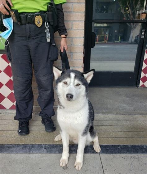 Are Huskies Police Dogs