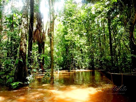 (dense woodland in rainy region). Amazing: Study Spanish in Rainforest of Peru