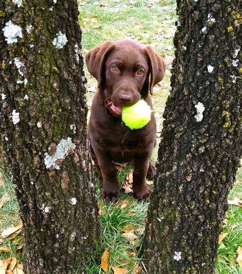 There is now also a silver and charcoal colored lab. My chocolate lab puppy #Tucker | Super cute puppies, Cute ...