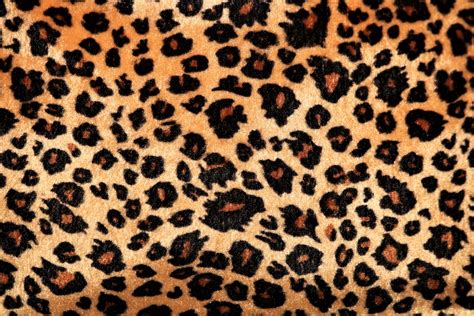 Leopard Print Background Free Stock Photo Public Domain Pictures