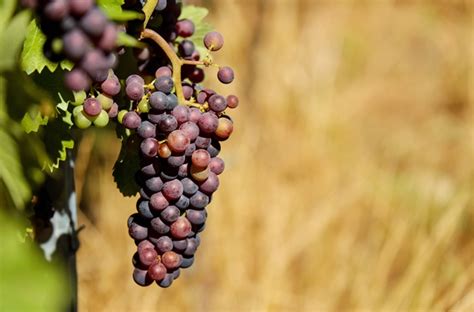 Eu 하이브리드 와인 포도 품종 재배 허용 예정 기후 변화에 대응하기 위해