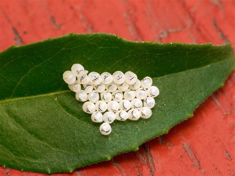 Eggs On A Leaf Brown Marmorated Stink Bug Eggs Very Tiny Flickr