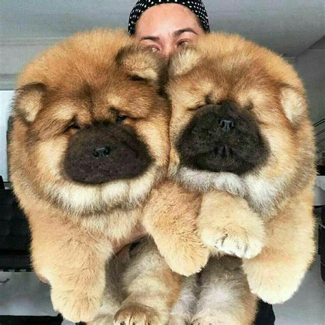 Photo Chow Dog Breed Dog Breed Info Chow Chow Puppy