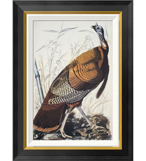 global gallery wild turkey framed on canvas by james audubon print wayfair