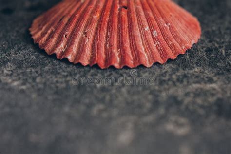 Beautiful Red Sea Shell On The Background Stock Photo Image Of