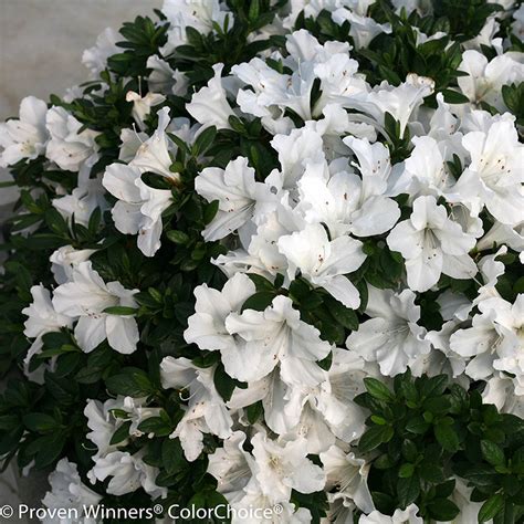 Bloom A Thon White Azalea Shrubs Plant Addicts