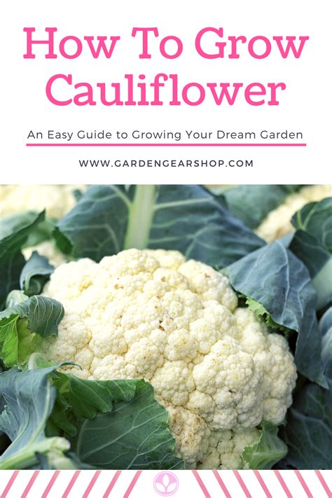 How To Grow Cauliflower Growing Cauliflower Cauliflower Cauliflower