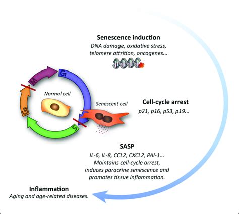 Schematic Representation Of The Cellular Senescence Process And Its