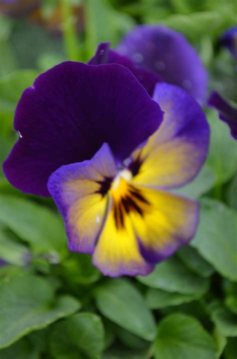 Viola X Wittrockiana Spring Matrix Midnight Glow Pansy From Garden