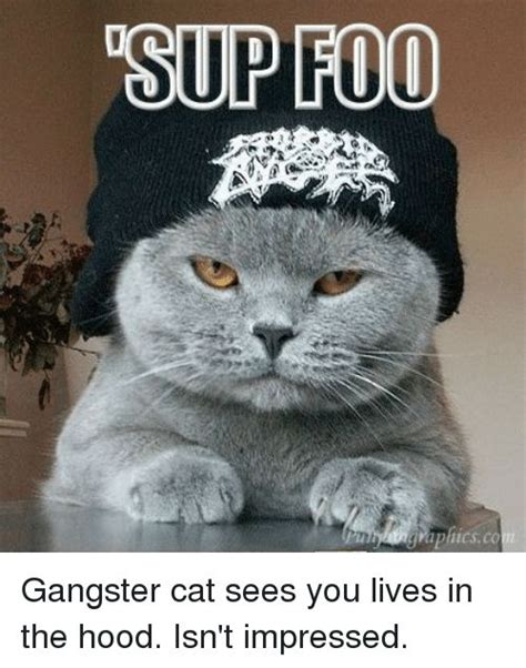 Download The Luxury Funny Gangsta Cat Memes Hilarious Pets Pictures