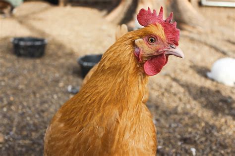 The Basics Of Raising Chickens Homesteaders Of America