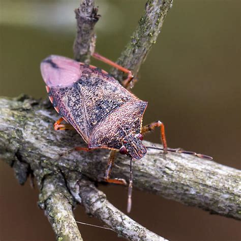 Predatory Stink Bug Podisus Serieventris Bugguidenet