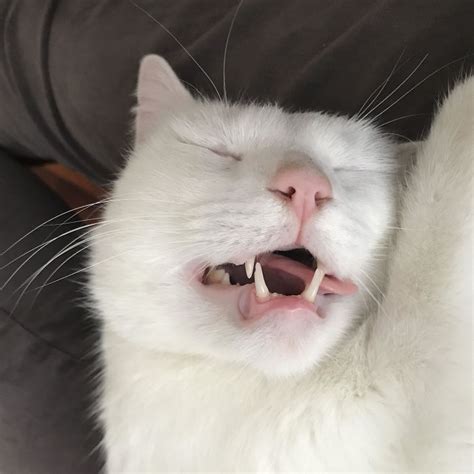 Times Cat Owners Got Fascinated By Their Teefies Catlov