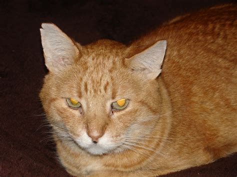 Cats can develop cognitive dysfunction in their old age. My Elderly Cat - Signs the End is Near
