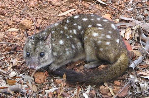 Western Quoll Adaptations