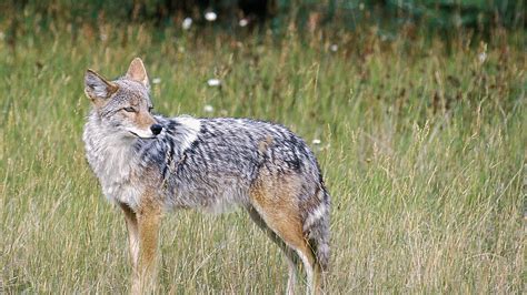 Coyote Killing Contest Raises Activists Fur