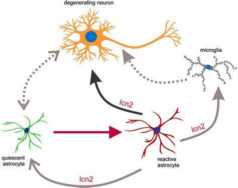 Reactive Astrocytes Secrete Lcn2 To Promote Neuron Death Pnas