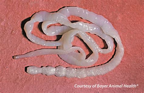 What Do Intestinal Worms Look Like In Dogs