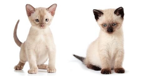 Burmese Vs Siamese The Happy Cat Site Helps You Choose