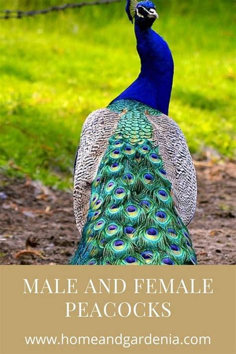 Male And Female Peacocks