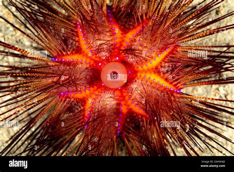 Class Echinoidea Hi Res Stock Photography And Images Alamy