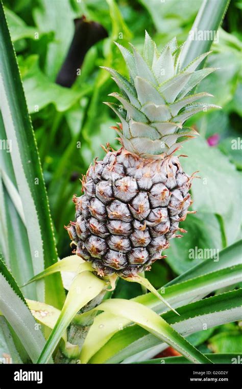 Baby Pineapple High Resolution Stock Photography And Images Alamy
