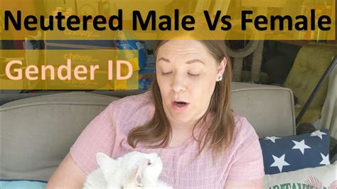 How To Tell Gender Of Neutered Male Vs Female Adult Cat Short Hair And