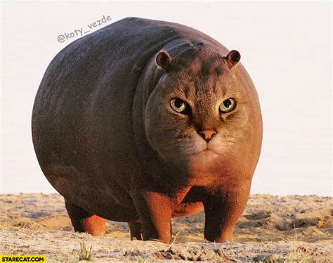 Hippo With Cat Face Photoshopped