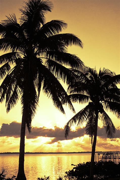 Palm Trees Sunrise Photograph By Sunshine Richardson Fine Art America