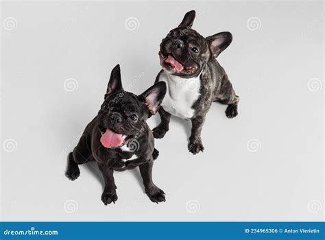 Portrait Of Two Cute Dogs French Bulldogs Sitting And Smiling With
