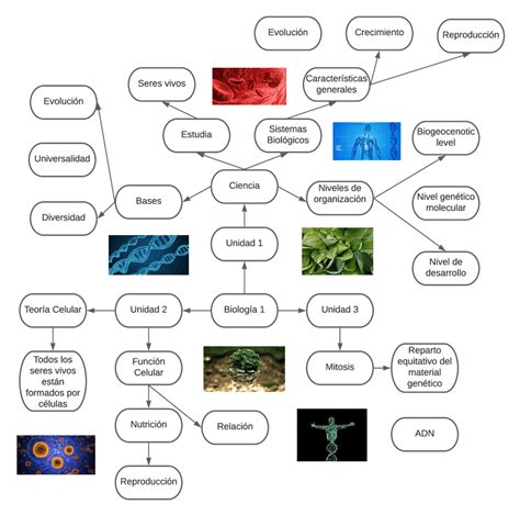 Mapa Mental Biología Esquemas Y Mapas Conceptuales De Biología